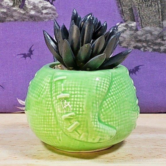 Disney Nightmare Before Christmas Oogie Boogie 3.75" Mini Succulent Plant New - Picture 4 of 8